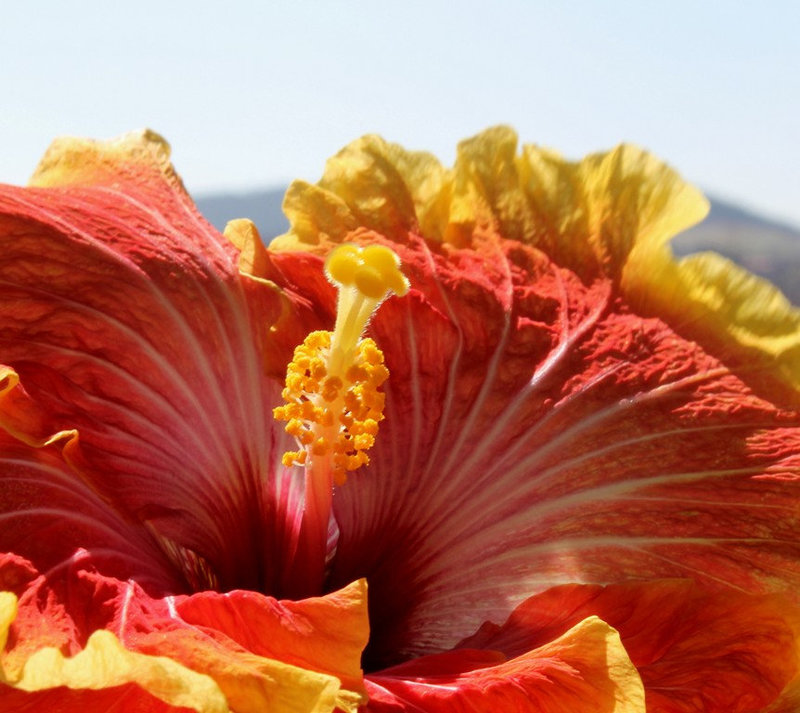 Hibiscus Georgia's Pearl