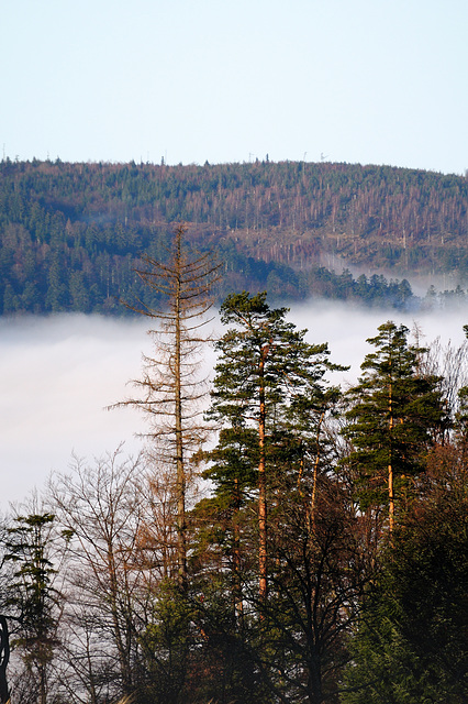 Schwarzwaldnebel - 111227