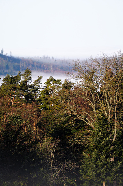 Nebel im Tal - 111227