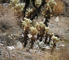 Cholla in Big Morongo Canyon Preserve (2428)