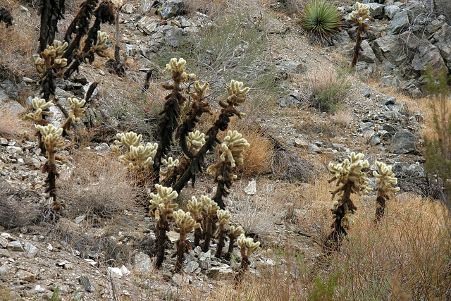 Cholla in Big Morongo Canyon Preserve (2429)