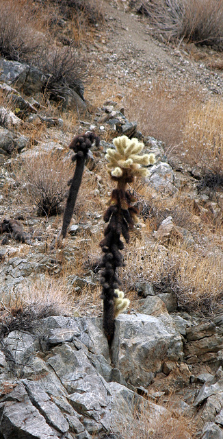 Cholla in Big Morongo Canyon Preserve (2430)