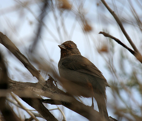 Bird in Big Morongo Canyon Preserve (2425)