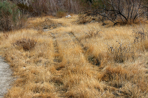 Illegal Vehicle Activity in Big Morongo Canyon Preserve (2424)