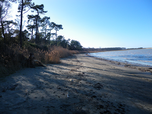 Plage, Ronce.