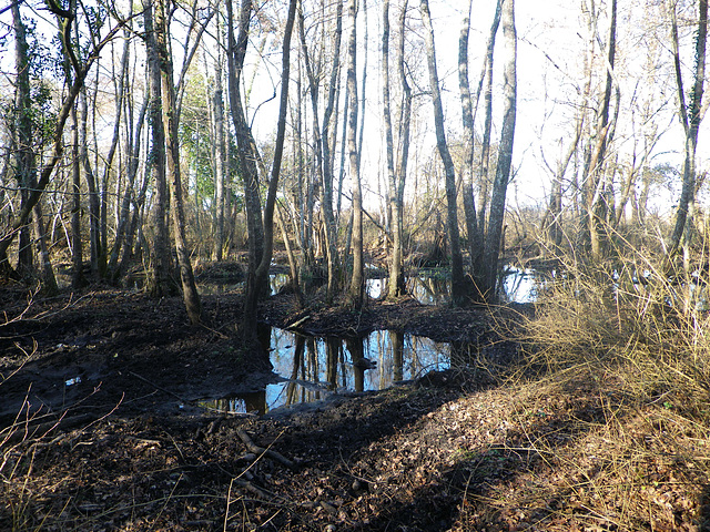 Zone humide près de la mer.