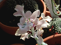 Senecio articulatus