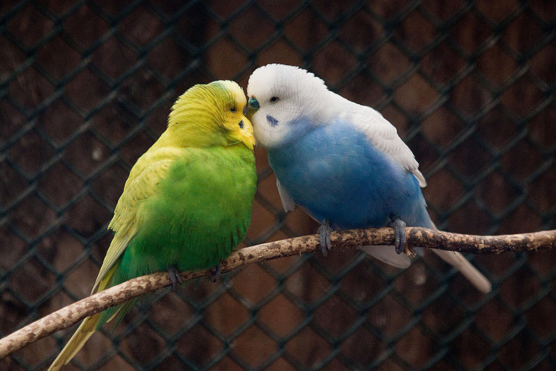 20120128 7084RAw [D~LIP] Wellensittich (Melopsittacus undulatus), Voliere, Landschaftspark, Bad Salzuflen