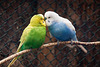 20120128 7083RAw [D~LIP] Wellensittich (Melopsittacus undulatus), Voliere, Landschaftspark, Bad Salzuflen