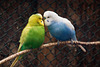 20120128 7082RAw [D~LIP] Wellensittich (Melopsittacus undulatus), Voliere, Landschaftspark, Bad Salzuflen