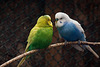 20120128 7081RAw [D~LIP] Wellensittich (Melopsittacus undulatus), Voliere, Landschaftspark, Bad Salzuflen