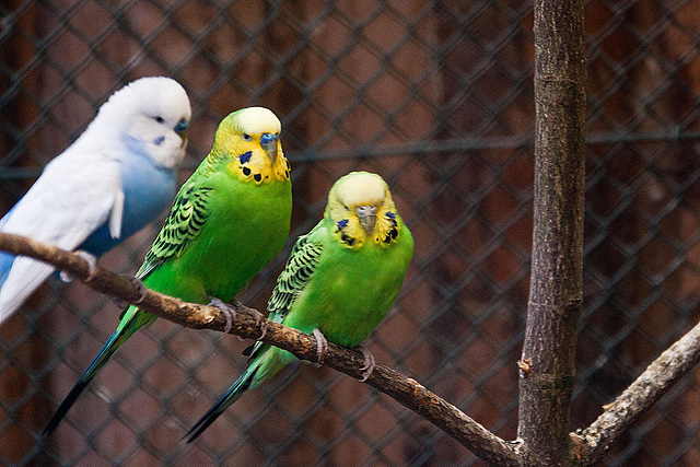 20120128 7080RAw [D~LIP] Wellensittich (Melopsittacus undulatus), Voliere, Landschaftspark, Bad Salzuflen