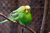 20120128 7078RAw [D~LIP] Wellensittich (Melopsittacus undulatus), Voliere, Landschaftspark, Bad Salzuflen