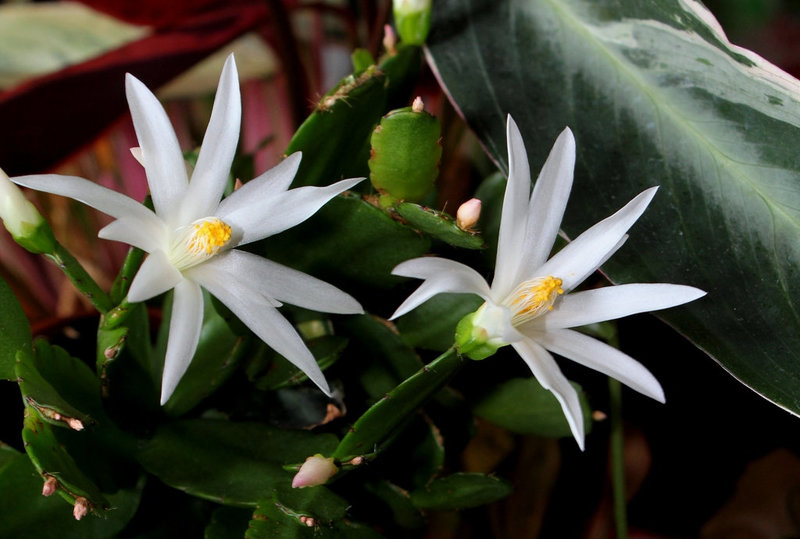 Rhipsalidopsis blanc