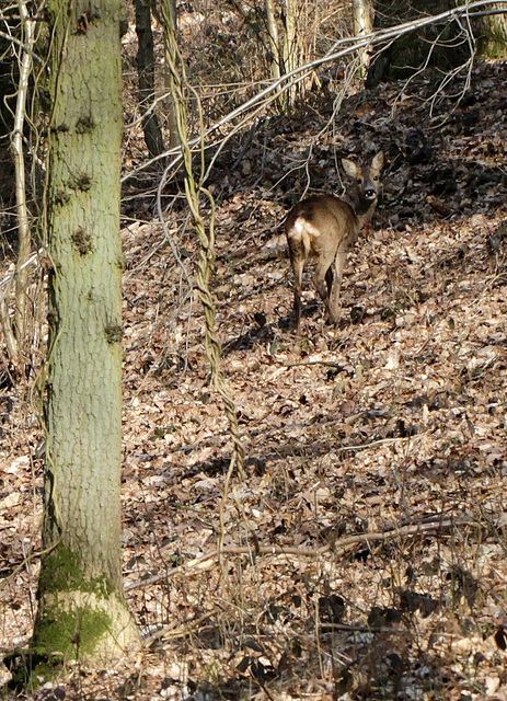 Chevreuil