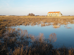 Zone humide, ouest de Brouage