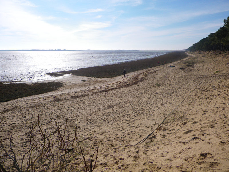 Littoral, nord de Royan.