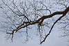 20120128 7070RAw [D~LIP] Baum, Landschaftsgarten, Bad Salzuflen