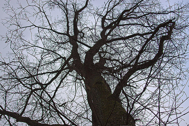 20120128 7071RAw [D~LIP] Baum, Landschaftsgarten, Bad Salzuflen