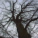 20120128 7071RAw [D~LIP] Baum, Landschaftsgarten, Bad Salzuflen