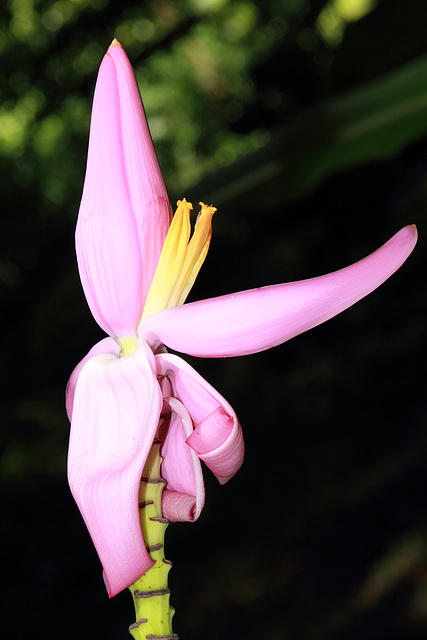 Fleurs de bananier décorative