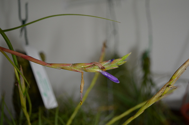 tillandsia baileyii  0183