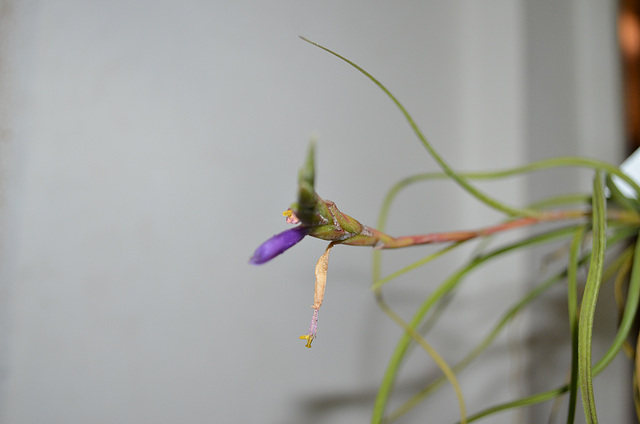 tillandsia baileyii  0188