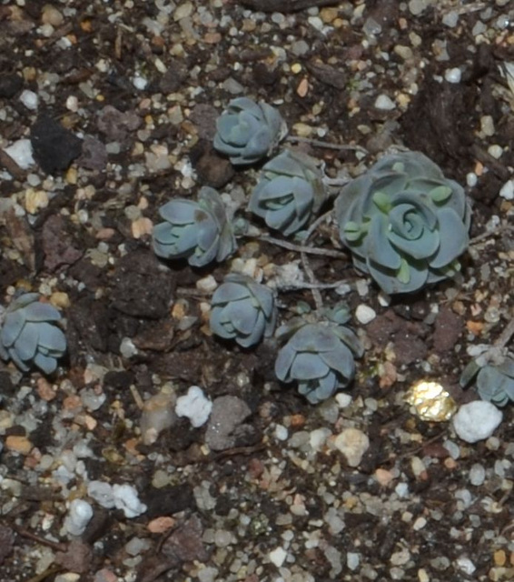orostachys bohemeri DSC 0091