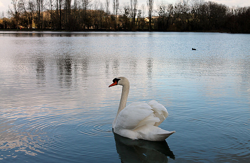 CYGNE ***