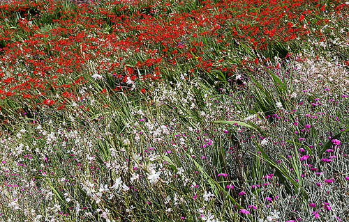 eine buntes Blumenbeet für Marieschen