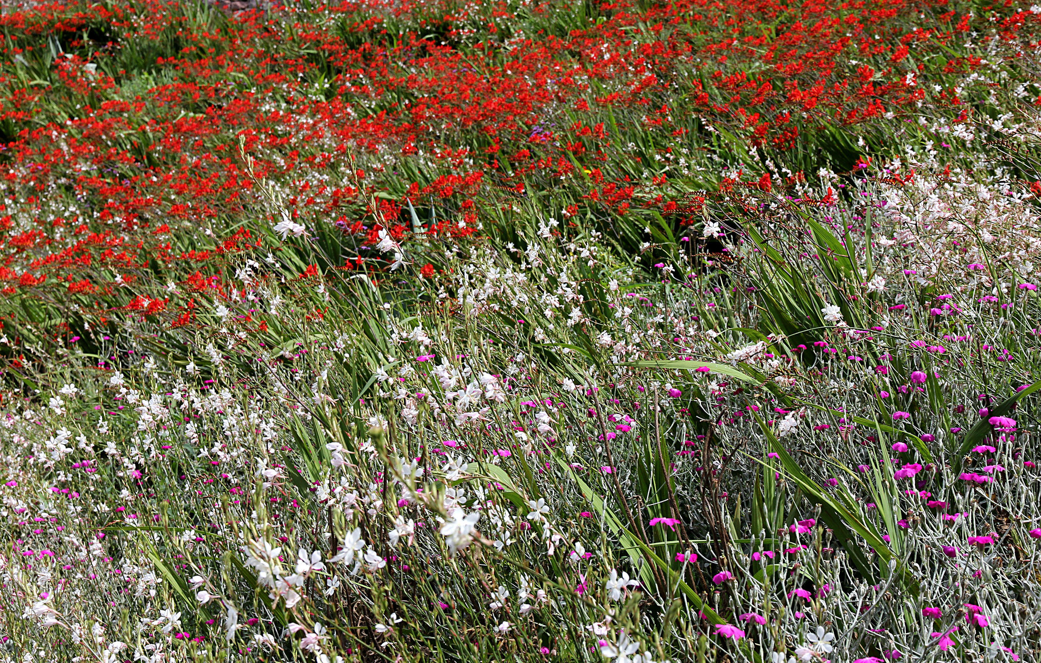 eine buntes Blumenbeet für Marieschen