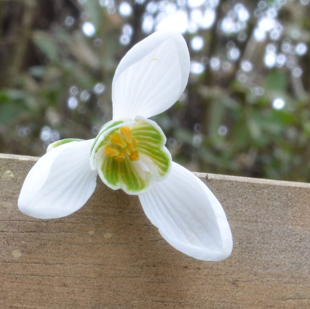 Perce neige DSC 0437