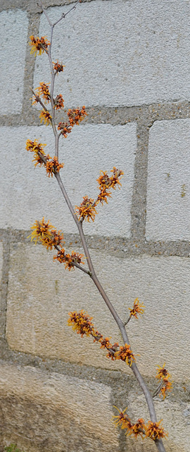 hamamelis intermédia 'orange beauty' DSC 0448