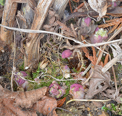 Dicentra spectabilis DSC 0456