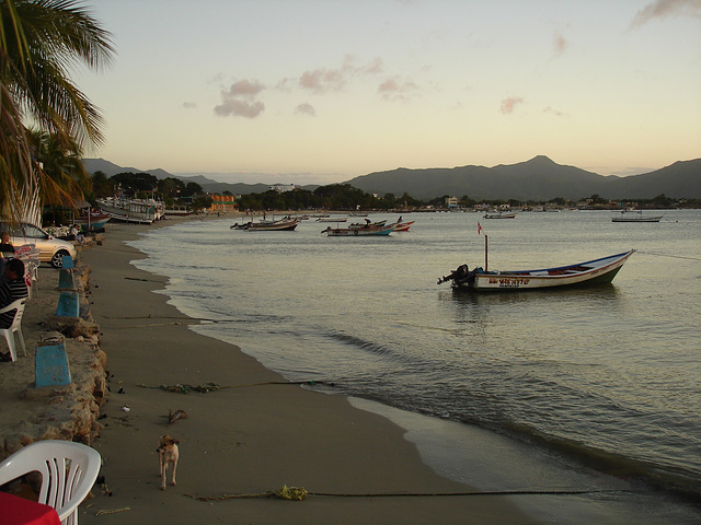 Beach dog / Chien de plage / Playa y perro - Margarita island / Venezuela.