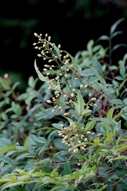 Nandina