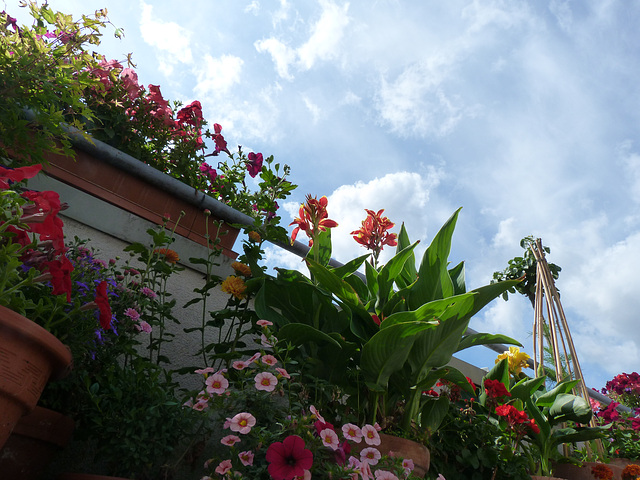 Blumenzeit ...
