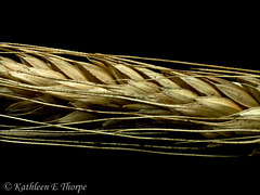 Wheat Grains 2
