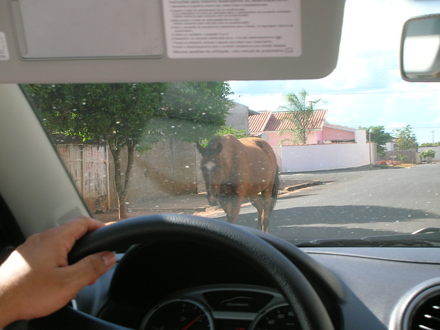 Cheval solitaire dans la rue