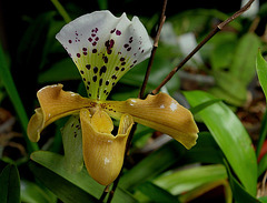 Paphiopedilum "Boliviana"