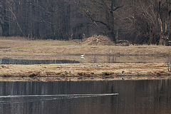 20120303 7544RTw [D-PB] Silberreiher (500 mm)