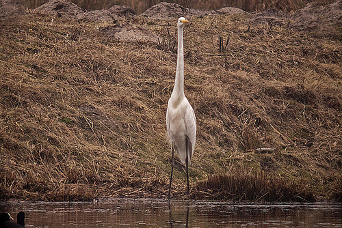 20120303 7508RDw [D-PB] Silberreiher