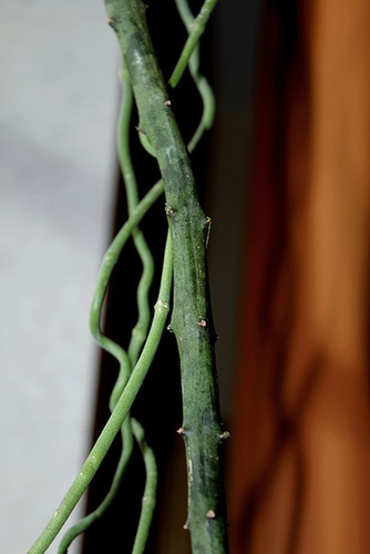 Ceropegia cimiciodora