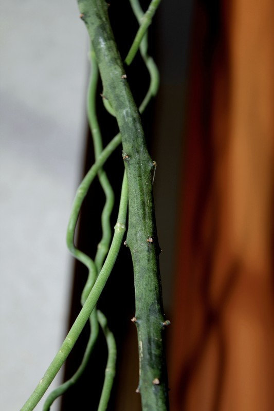Ceropegia cimiciodora