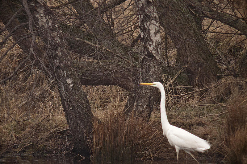 20120303 7493RDw [D-PB] Silberreiher