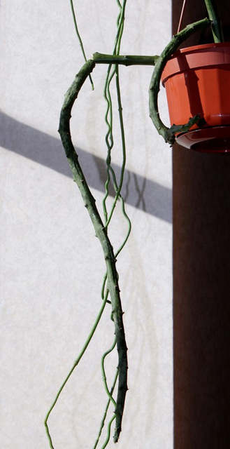 Ceropegia cimiciodora (2)