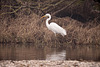 20120303 7491RDw [D-PB] Silberreiher