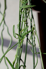 Ceropegia gemmifera