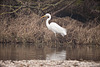 20120303 7441RDw [D-PB] Silberreiher