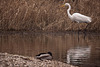 20120303 7489RDw [D-PB] Silberreiher, Steinhorster Becken, Delbrück